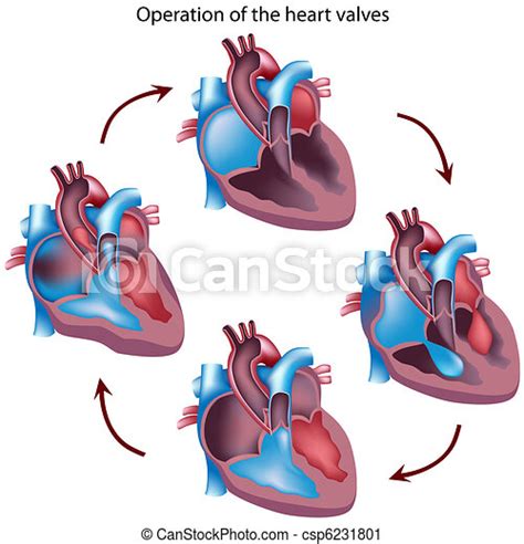 La Operación De Las Válvulas Del Corazón La Sección Del Corazón
