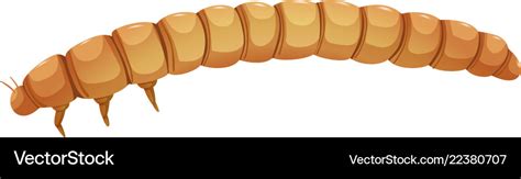 Meal Worm Caterpillar White Background Royalty Free Vector