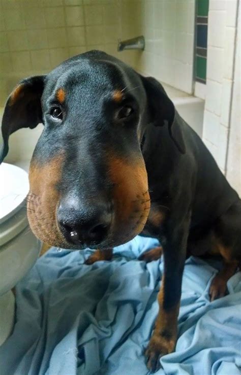 Семь грустных но очень смешных фото собак которых укусила оса