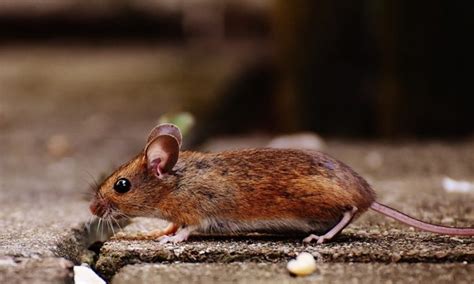 Michigan Reports First Human Case Of Rodent Borne Hantavirus The