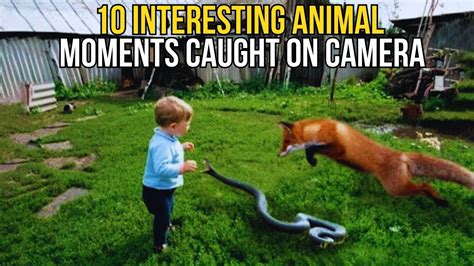 10 Unbelievable Animal Encounters Captured On Video Youtube
