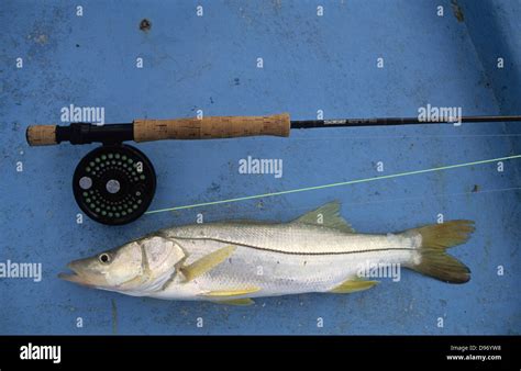 A Snook Centropomus Undecimalis Caught While Fishing Near Cancun