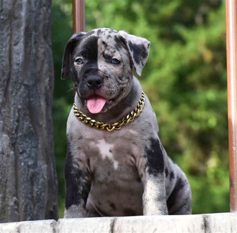 At clasepitbulls we produce dogs with xl muscular frames, high drive and excellent temperaments. Huge Pitbull Puppies for sale. Blue Nose Pitbulls, Merle Tri Lilac Chocolate Black White color p ...