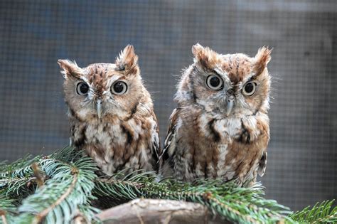 Rescued Baby Screech Owls Ready To Leave The Nest At