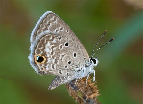 Ceraunus Blue Alabama Butterfly Atlas