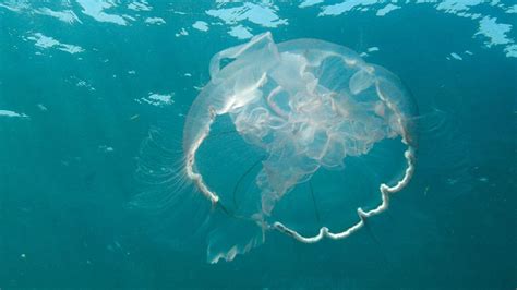 Are Jellyfish Dangerous Scottish Experts Issue Warning To Humans And