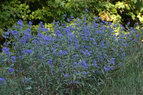A Guide To Adding Blue Flowering Plants To Your Garden