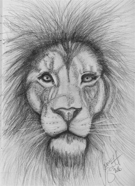 Lion By Tania Animal Sketches Cute Animal Drawings Animal Drawings