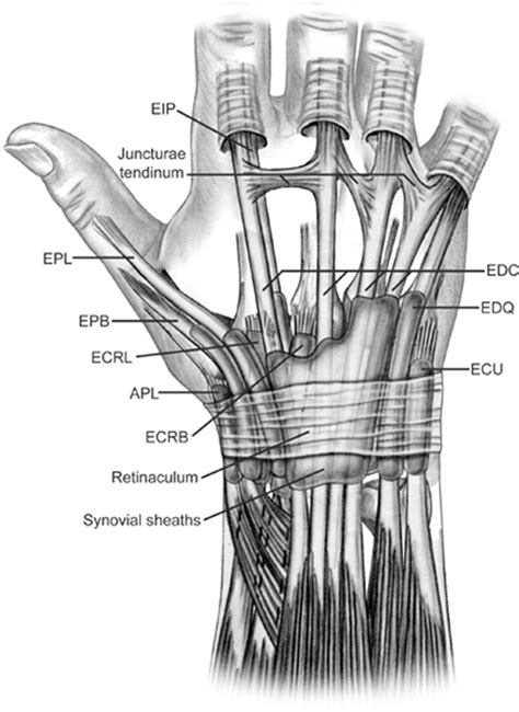 Extensor Tendons Hand Anatomy