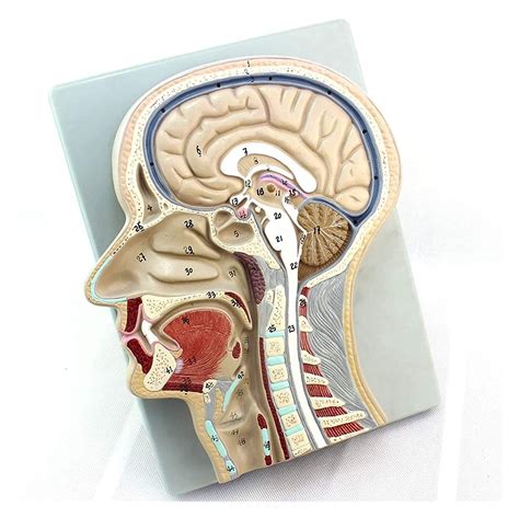 Buy BEAGHTY Anatomy Model Median Sagittal Section Brain Model