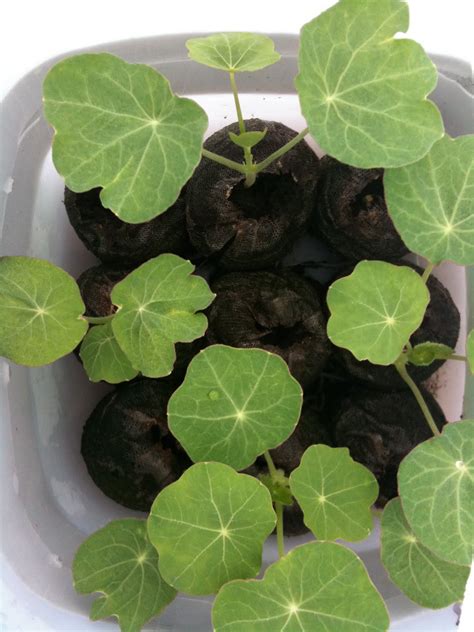 Many varieties trail or climb. 3 Things About Sowing Nasturtium Seeds : My Skinny Garden