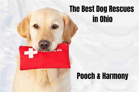 9 Outstanding Dog Rescues In Ohio Pooch And Harmony