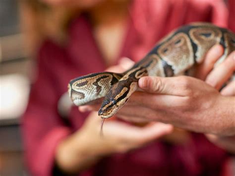 Ball Python Bite Treatment And When To See A Doctor