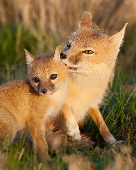 Swift Fox Vixen Grooming Kit Swift Fox Vulpes Velox In T Flickr
