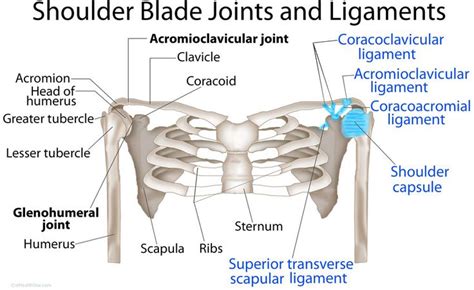 It's looseness allows the extreme the coracohumeral, glenohumeral. Shoulder (pectoral) girdle anatomy: bones, joints ...