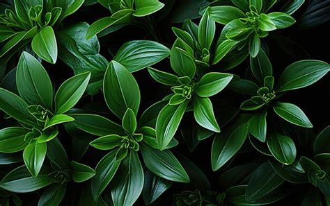 Premium Ai Image Dark Green Leaves Of Ground Cover Plant Abstract Texture