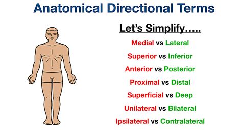 Anatomical Position And Directional Terms Definitions Example Labeled