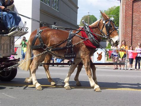 The Art Of Positive Living Mule Day In Columbia Tennessee