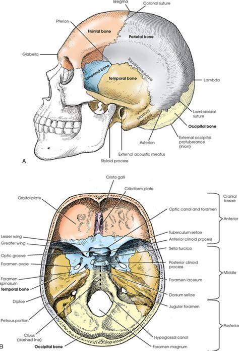 Skull Radiology Key