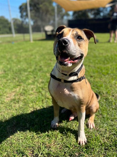 Parker Large Male Staffordshire Terrier Mix Dog In Nsw Petrescue