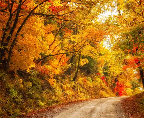 autumn, Fall, Landscape, Nature, Tree, Forest, Leaf, Leaves, Path, Trail Wallpapers HD / Desktop ...