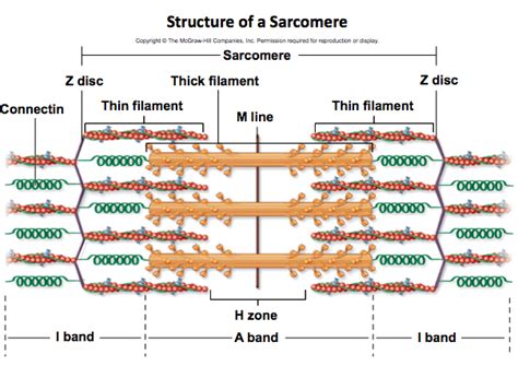 Muscular System Skeletal Muscle Contraction Sarcomeres And The