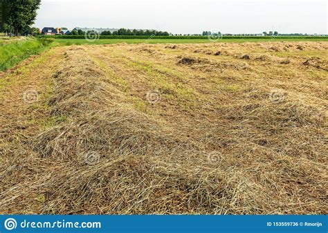 Drying Grass In Rows For The Harvesting Of Hay Stock Photo Image Of