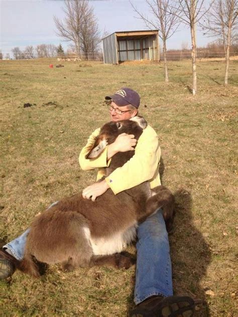 Just My Dad Cuddling Our Donkey Animals Beautiful