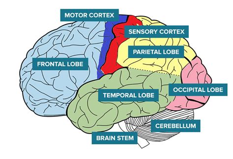 How The Brain Works Abi Rehabilitation