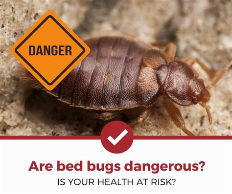 Are Bed Bugs Dangerous Bed Bugs Pest Control Bugs