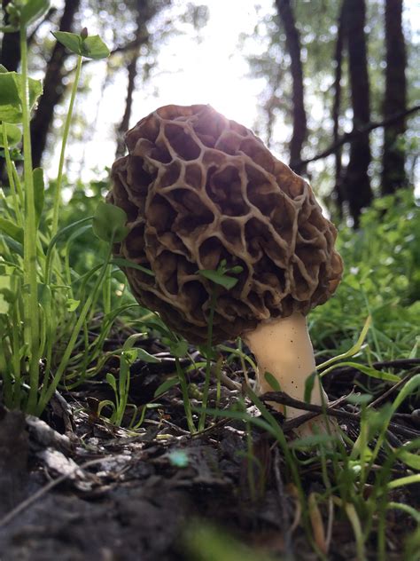 Virtual Morel Foraging With R R Bloggers