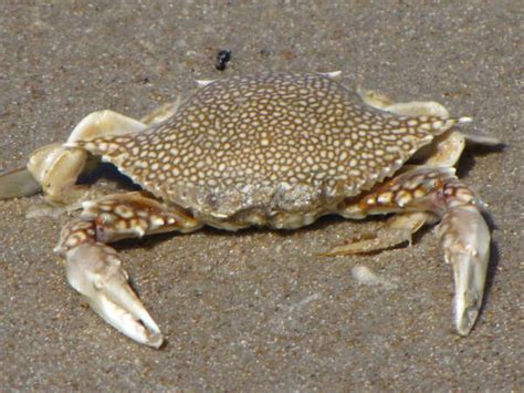 Crab Pictures And Identification Tips Green Nature