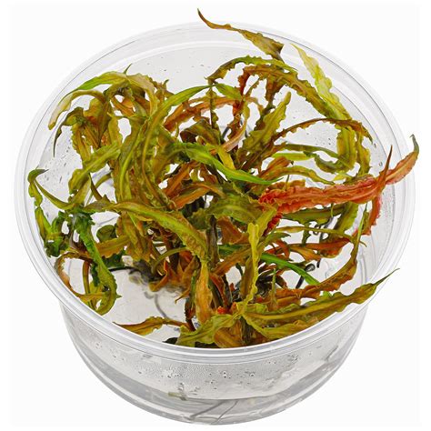 It appreciates and responds well to co2 infusion. Cryptocoryne crispatula var. balansae - Genoppter Wasserkelch