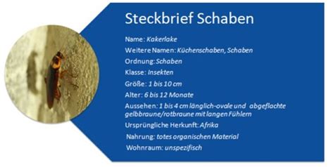 Im haus würde die waldschabe nicht lange überleben. Kakerlaken/Schaben in Wohnung & Haus bekämpfen ...