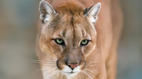 The Meaning And Symbolism Of The Word Cougar