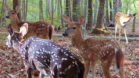 Cute Baby Deer Fawns With Spots Youtube