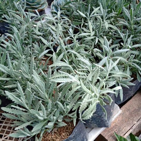 Lavender Herb Plants Shopee Philippines