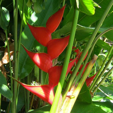 Tropical Plant With Red Flowers Plant Ideas