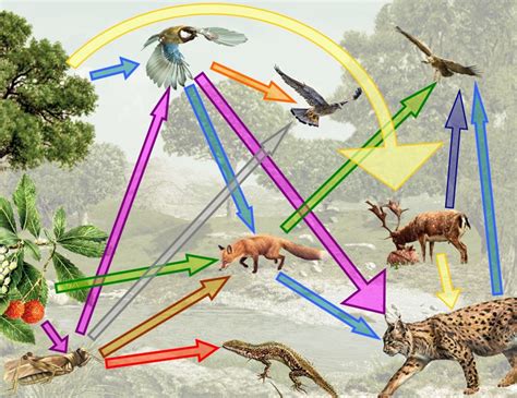 Cadena Alimenticia Terrestre Sencilla Ecosistema Cadena Alimenticia Web Porn Sex Picture