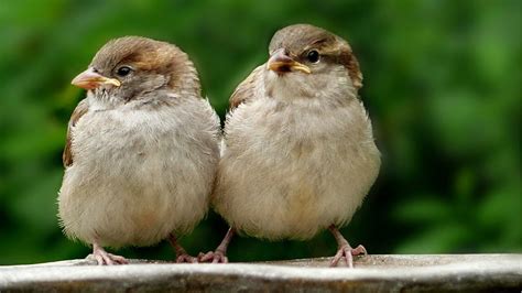 Sparrows Tweeting Youtube