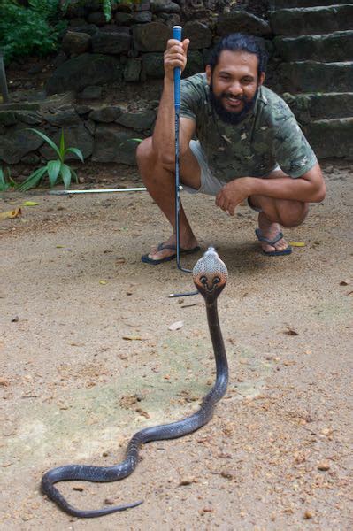 Wild Herps Indian Cobra Naja Naja