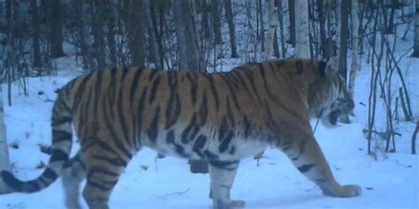 Wild Siberian Tiger Images Captured In Ne China Cn