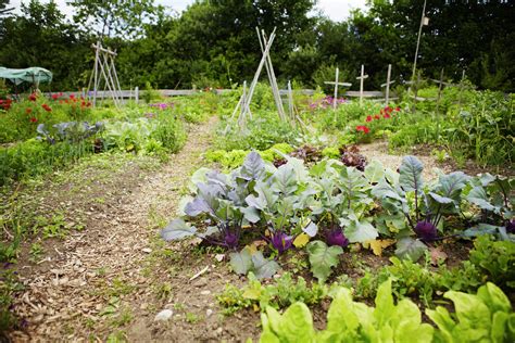 What To Plant In A Veggie Garden The Hobby