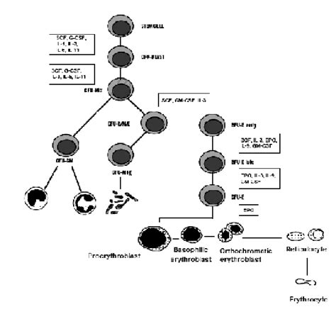 Schematic Diagram Showing Normal Erythropoiesis Adapted From Dianzani