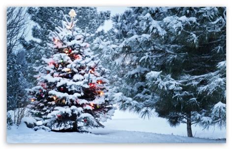 Beautiful Outdoor Christmas Tree Ultra Hd Desktop