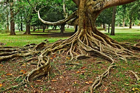 Are Exposed Tree Roots A Bad Sign Greater Pitt Tree Service Llc