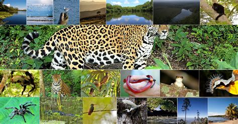 top 176 definicion de flora y fauna para niños anmb mx