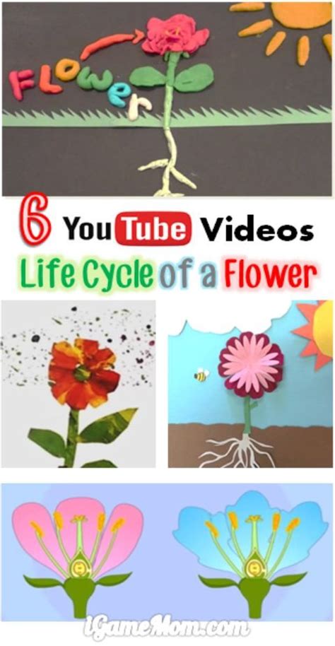 Acyclic graphs contain no such cycles. 6 Science YouTube Videos About Life Cycle of a Flower