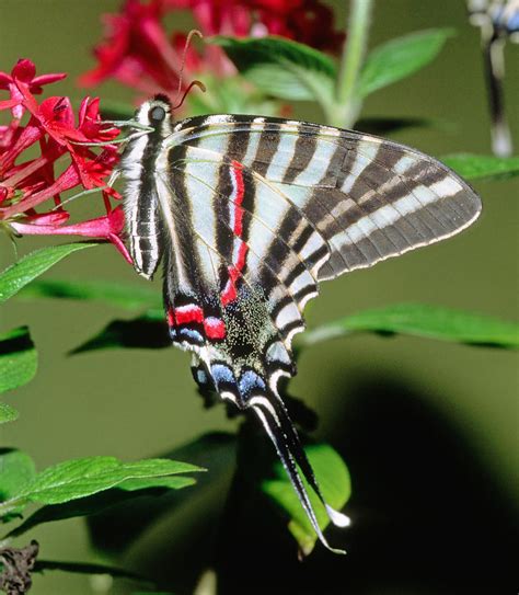 Zebra Swallowtail Butterfly Photograph By Millard H Sharp