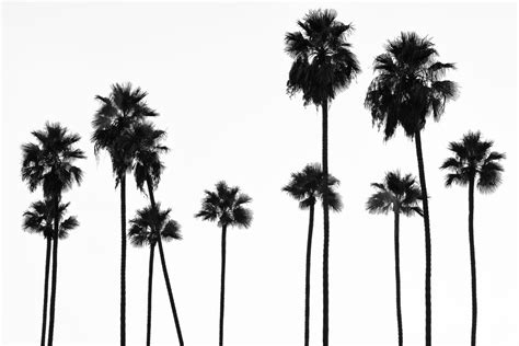 Black California Palm Trees La Delightful Canvas Wall Art Photowall